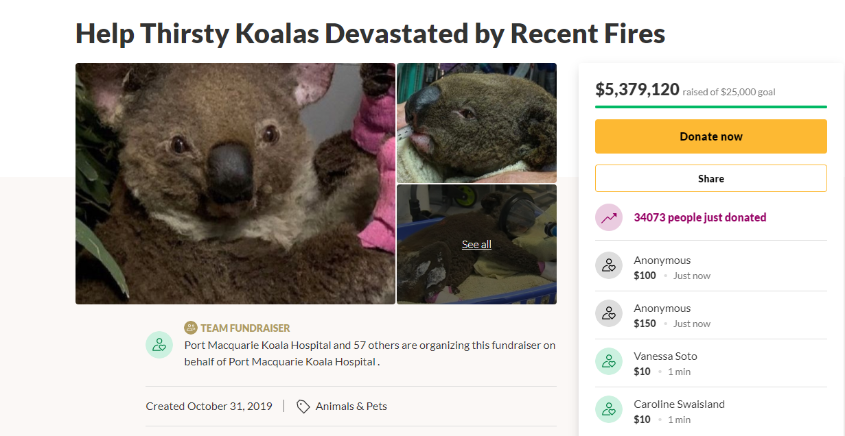 You Can Now Adopt Koalas To Support Australia Amidst The Catastrophic