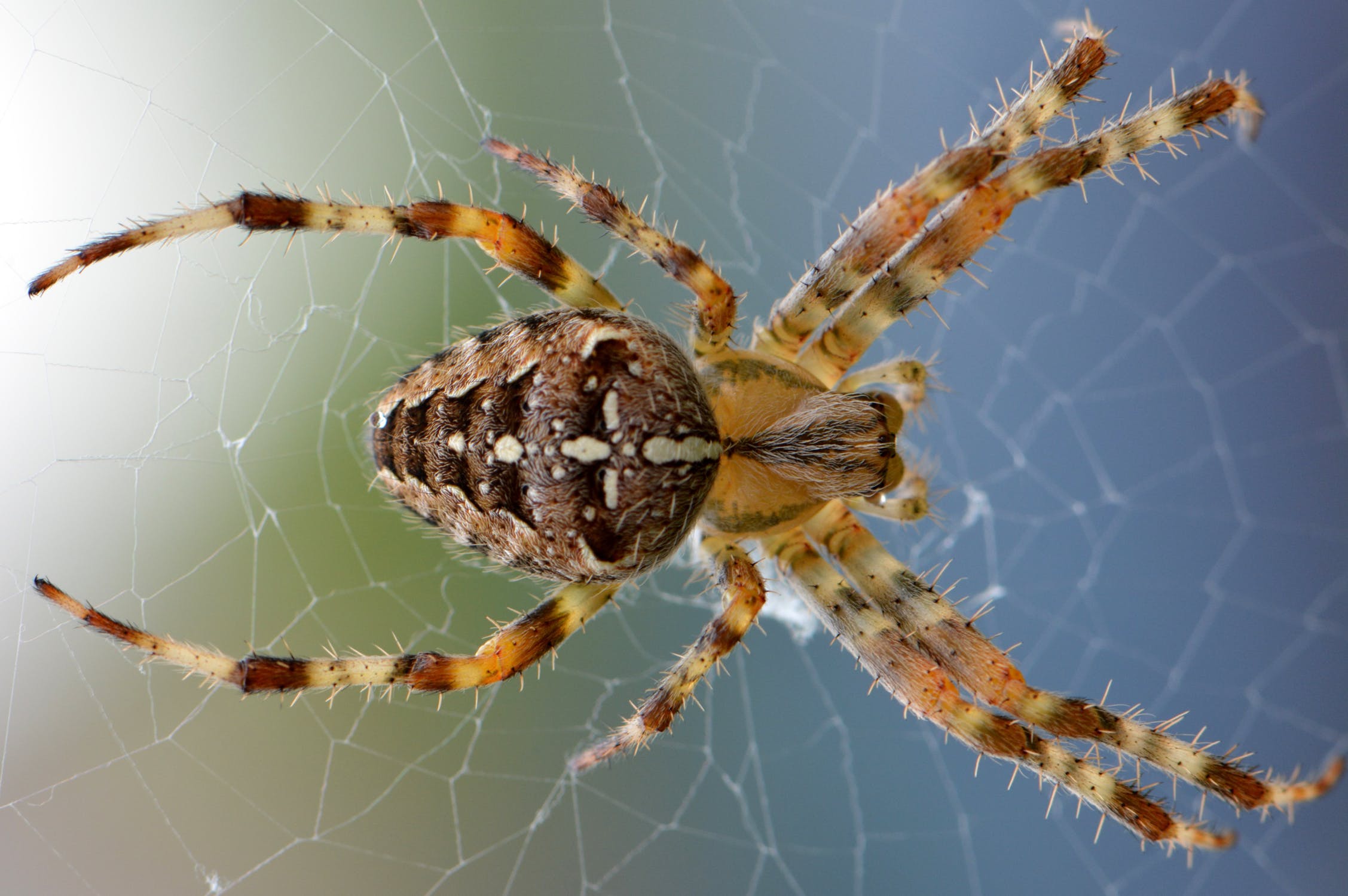 What you need to know about brown recluse spider bites because they’re