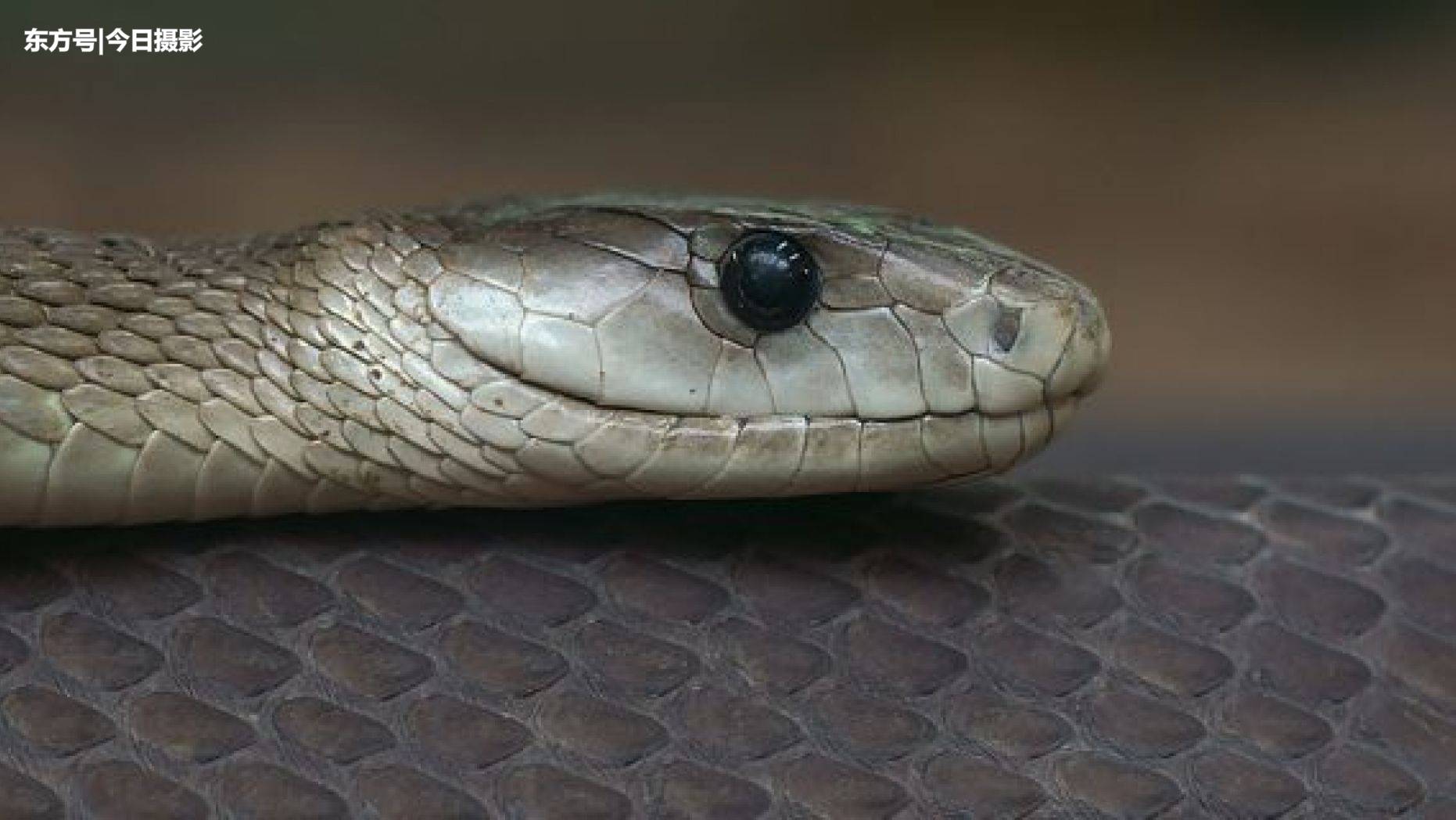 Nestia 美国某动物园将展出 致命的 黑色曼巴蛇 外国蛇开始受宠