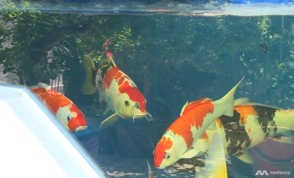 92 Fish Koi In Aquarium HD Terbaru