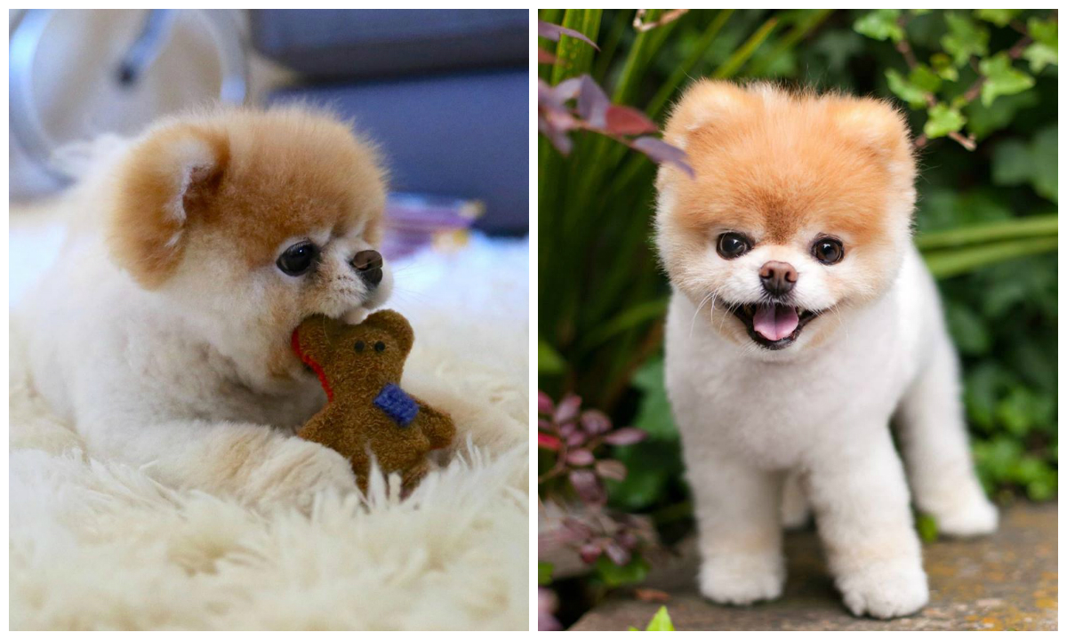 全球最可爱狗狗boo走了主人 同伴在彩虹桥另一端等着它 Nestia