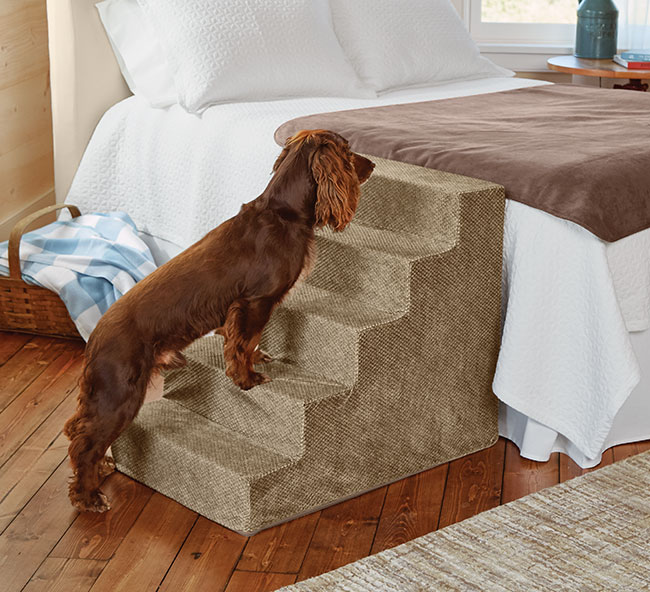 bed too high for dog