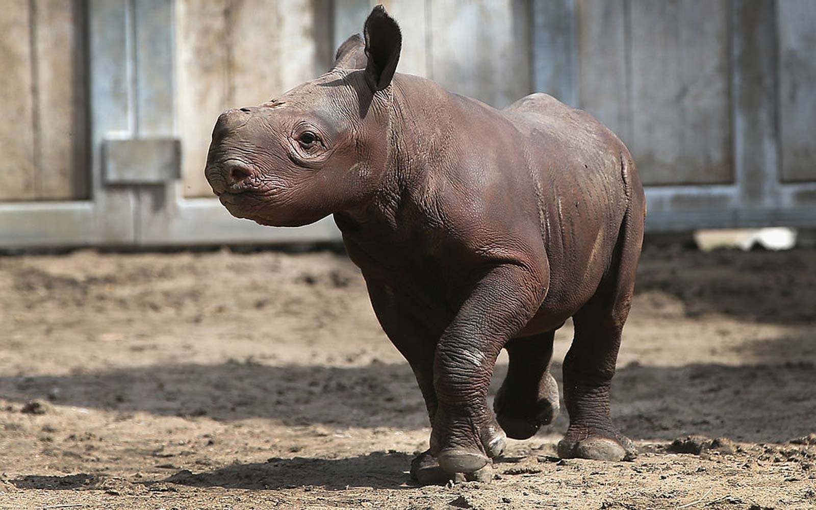 Adorable Baby Rhino Calf Named Kamara Makes Her Debut at Des Moines Zoo ...