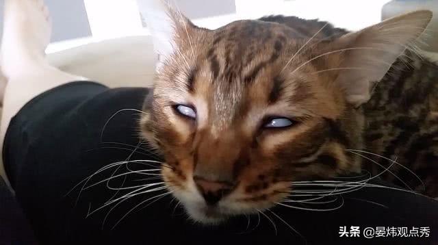 为啥睡觉时总翻白眼?猫主子:那是瞬膜 Nestia