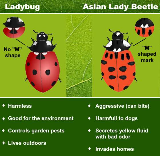 Types Of Ladybugs Including Asian Lady Beetle Vs Ladybug Nestia