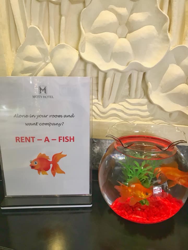 This Hotel In Melaka Is Offering Goldfish So Travellers Can Feel Less Lonely Nestia