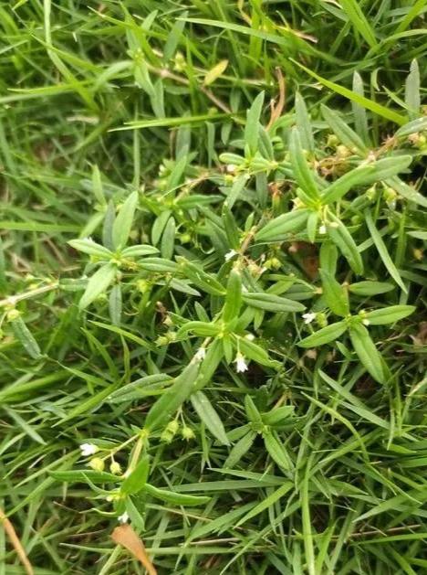 神奇的消炎良药白花蛇舌草 特别适合小孩子哦 Nestia