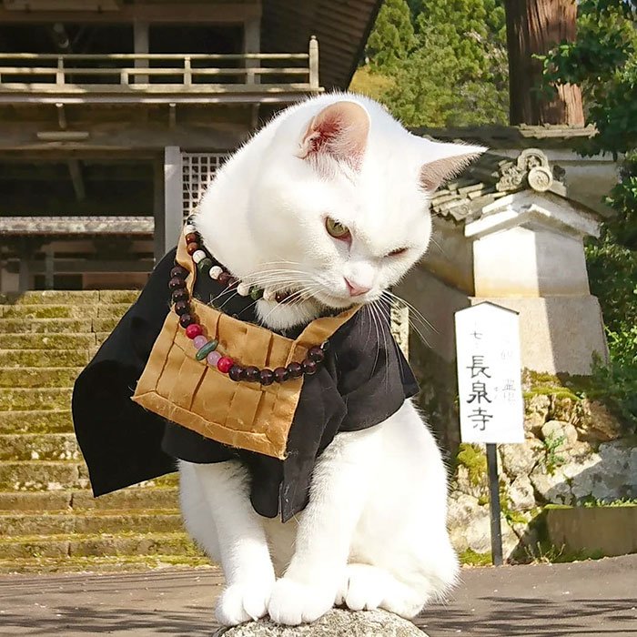 日本京都有个猫寺庙 从主持到员工 都是猫咪 Nestia