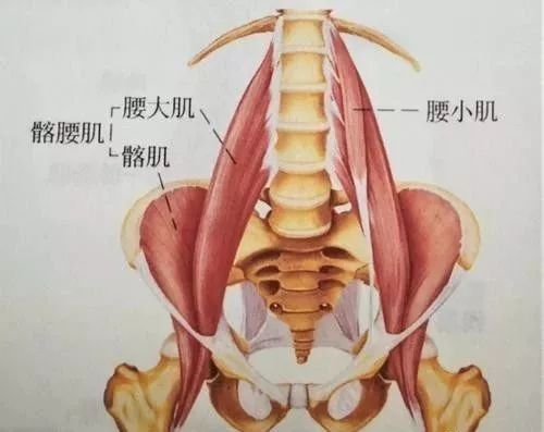 膝关节位置的疼痛 第二大凶手 就是这根神经 Nestia