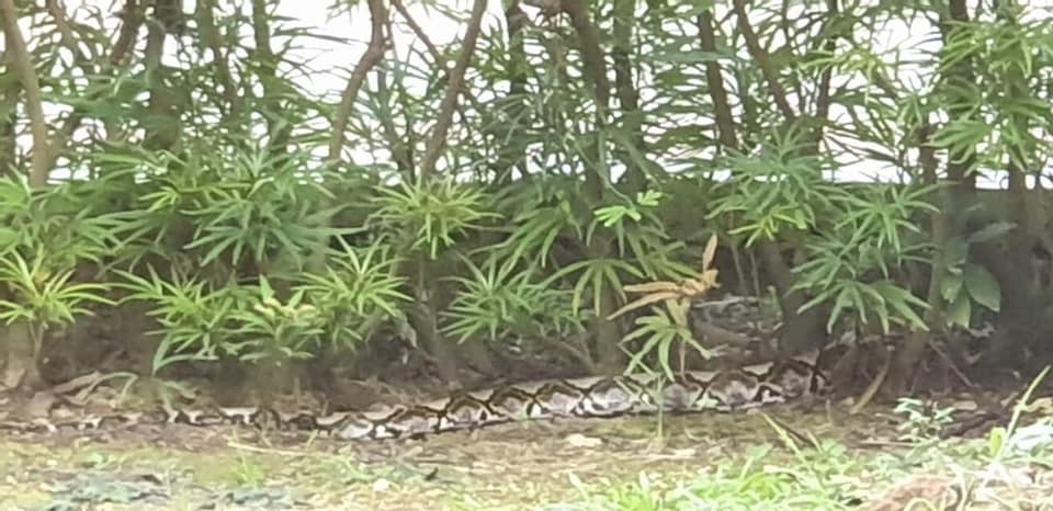 Massive python with very fat belly spotted chilling in bushes at Jurong ...