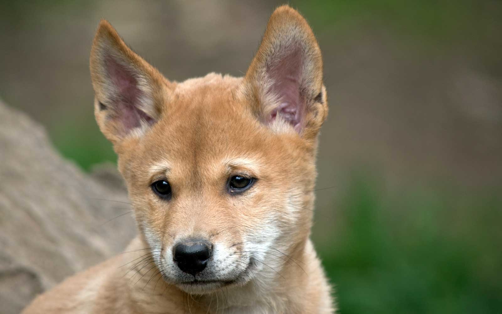 This Adorable Puppy Was Rescued by an Australian Family — but It Turned Out to Be a Dingo Nestia