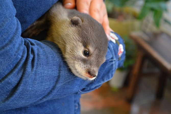 Bucketlist Hug Some Otters While You Are In Tokyo Nestia