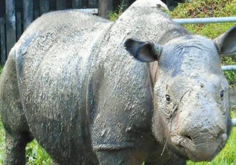 Wwf Sumatran Rhino Iman S Death A Desperate Wake Up Call To All Nestia