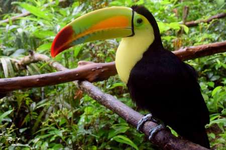 Tropical Rainforest Animals and Plants with Pictures and Names | Nestia