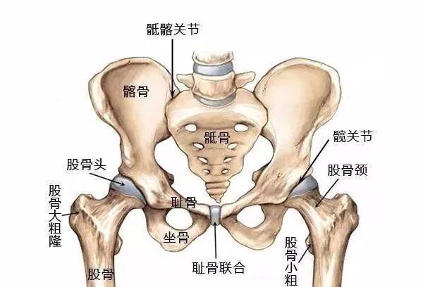 产后屁股大 漏尿 耻骨痛 腰痛 该做盆底肌修复还是骨盆修复 Nestia