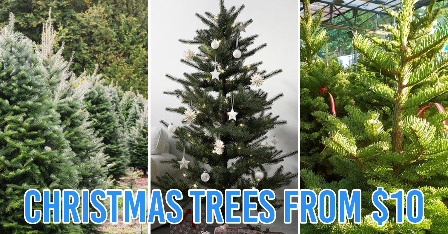 cheap christmas trees