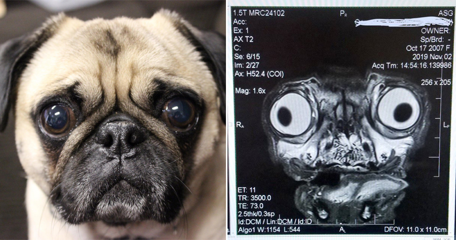 Terrifying Photo Shows How a Pug’s MRI Scan Looks Like, Highlights The