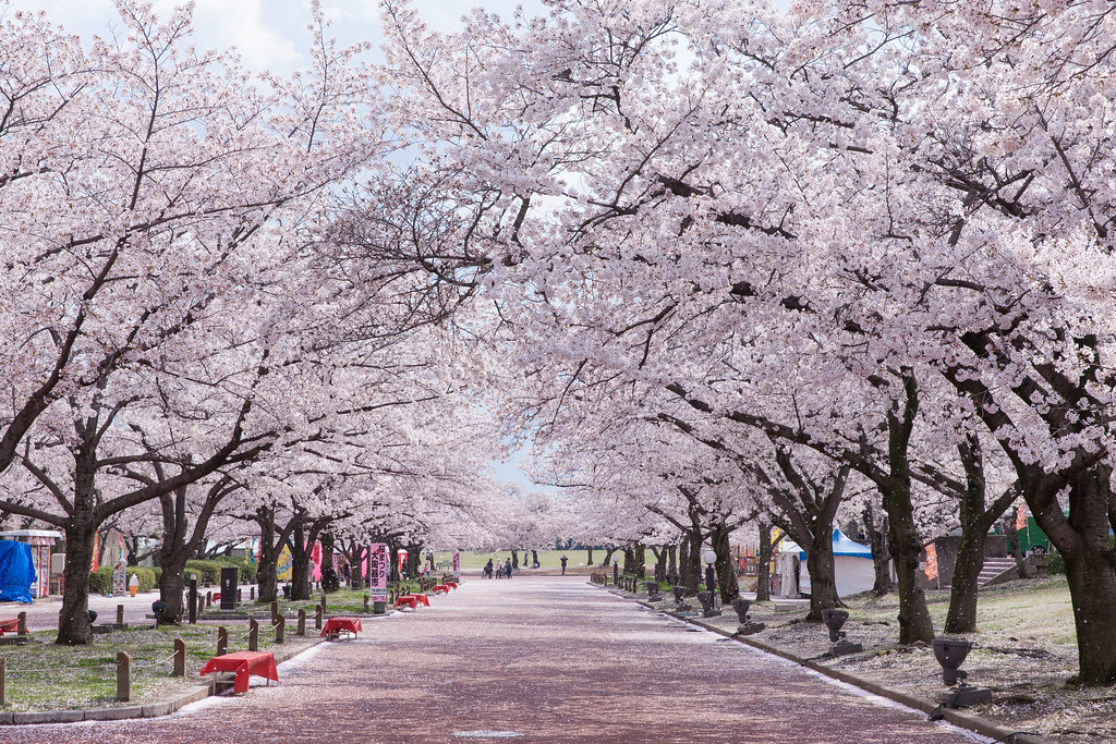 Japan cherry blossom viewing in 2020: best dates & places to see sakura