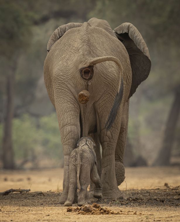 Poor Baby Elephant Learns The Perils Of Walking A Little Too Close To Mum Nestia