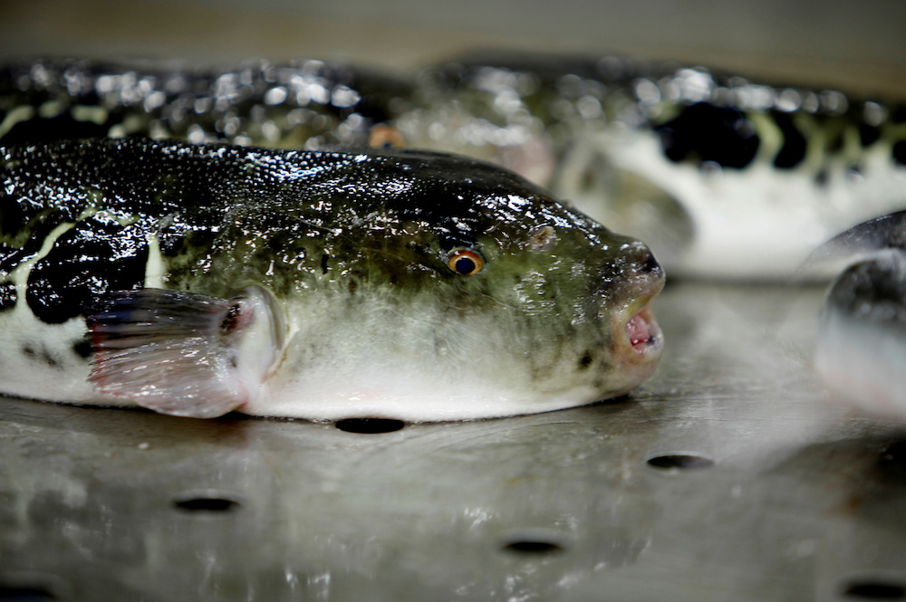 fugu liver fugu liver