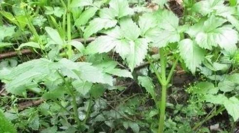 一般生于向阳草地 常成片生长 是人们喜欢吃的一种山野菜 Nestia