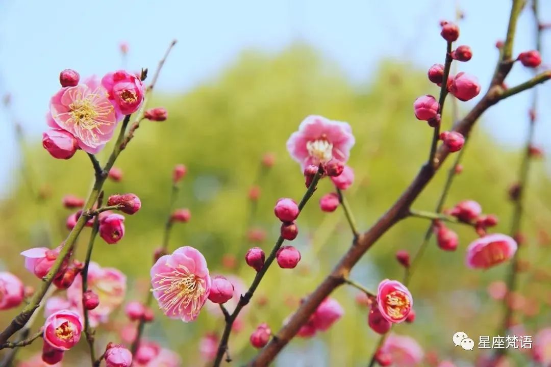 狂贺 六月运气最好 喜事接二连三 桃花不请自来的四生肖nestia News