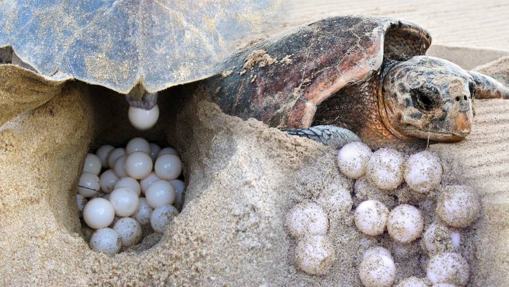 疫情影响很大 竟有卖家在网上出售海龟蛋 一颗蛋才值大约rm8 Nestia