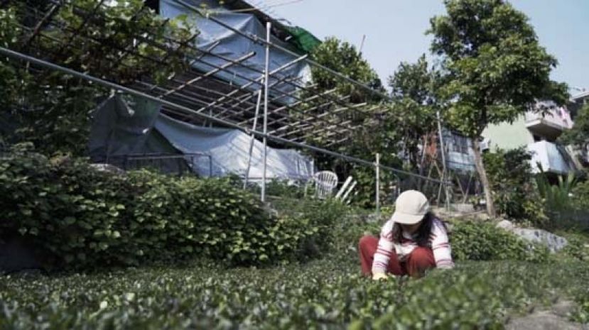 浇山水不下化肥女菜农用心慢种西洋菜 Nestia