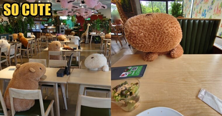 capybara teddy