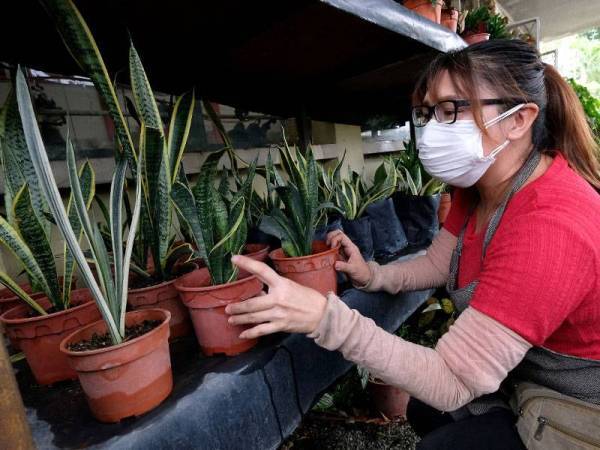 喜欢在室内种植物增添大自然气息 专家 这种植物不可室内种 否则对健康有害 Nestia