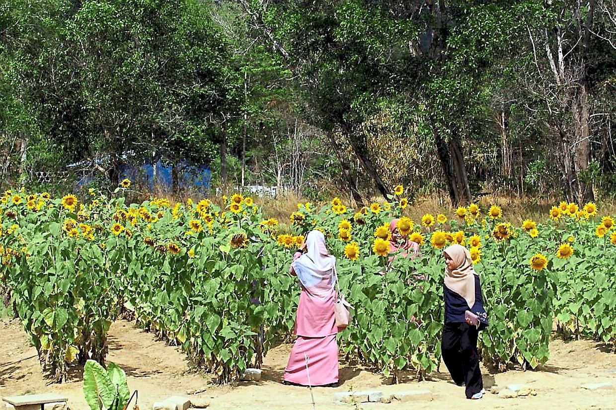 Sunflower Field Drawing Local Tourists To Perlis Nestia