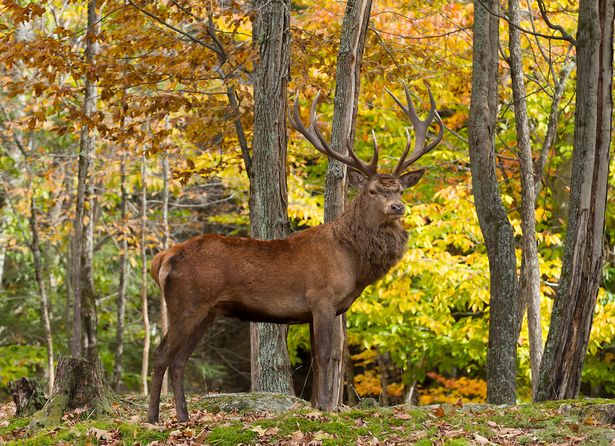 Hunter gored to death by elk he shot with an arrow the night before ...