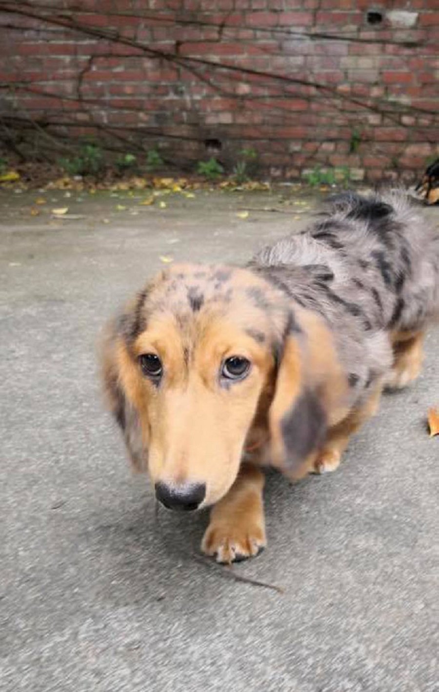 3 Mini Dachshunds Up For Adoption Experienced Owner Needed As They Have Spinal Issues Nestia 3 Mini Dachshunds Up For Adoption