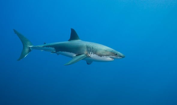 23 ft deep blue shark
