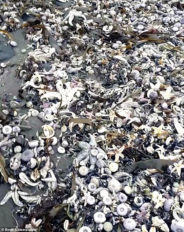 Second mass death of marine animals occurs off of Russian peninsula close  to where 95% of seabed life died last week | Nestia