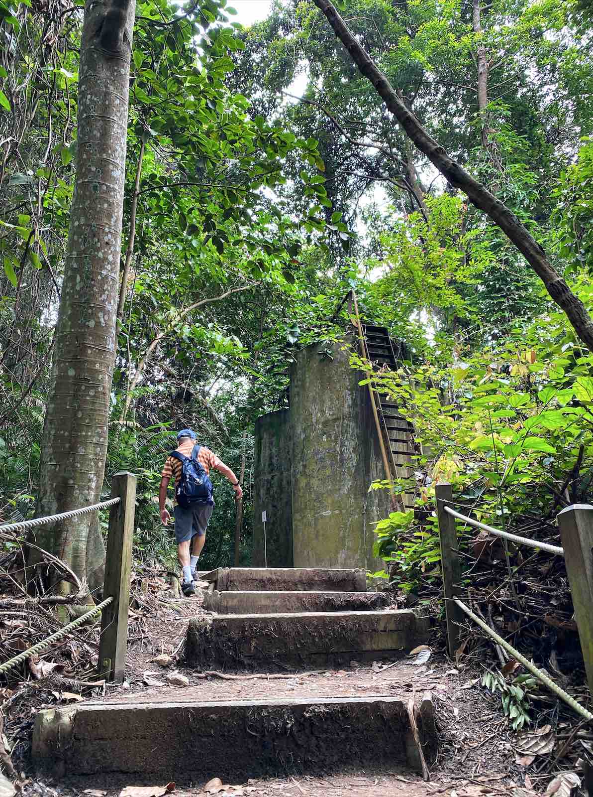 Bukit Timah Nature Reserve Explore Singapore Hidden Nature Gem Nestia