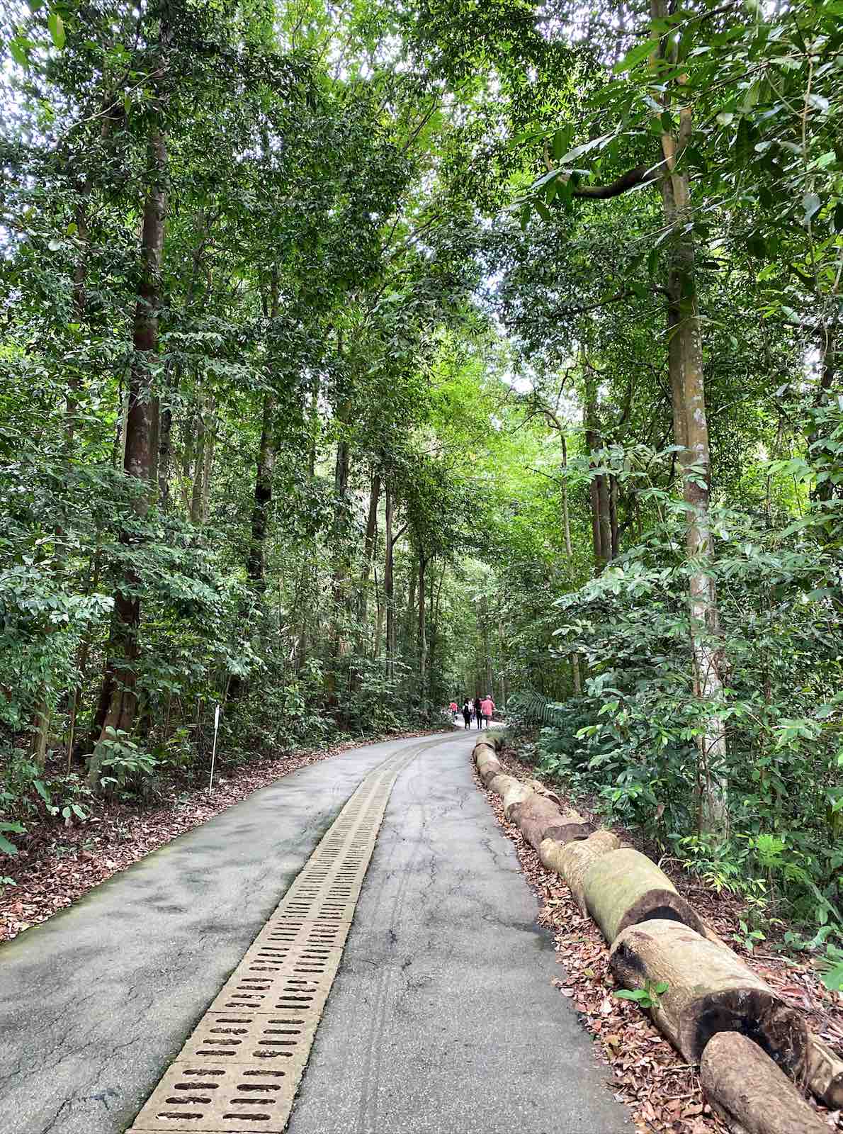 Bukit Timah Nature Reserve – Explore Singapore Hidden Nature Gem Nestia