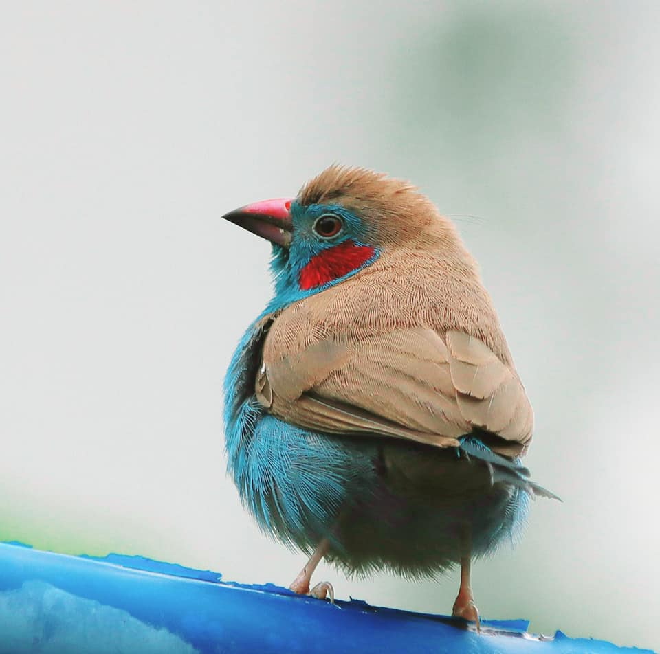 Pretty little redcheeked bird spotted at punggol park chases our Monday blues away Nestia