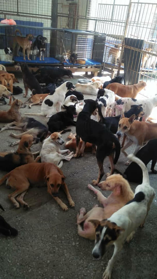 M Sia Shelter With 3 000 Dogs Closing By Year End Calls For Donations So Animals Can Survive Nestia