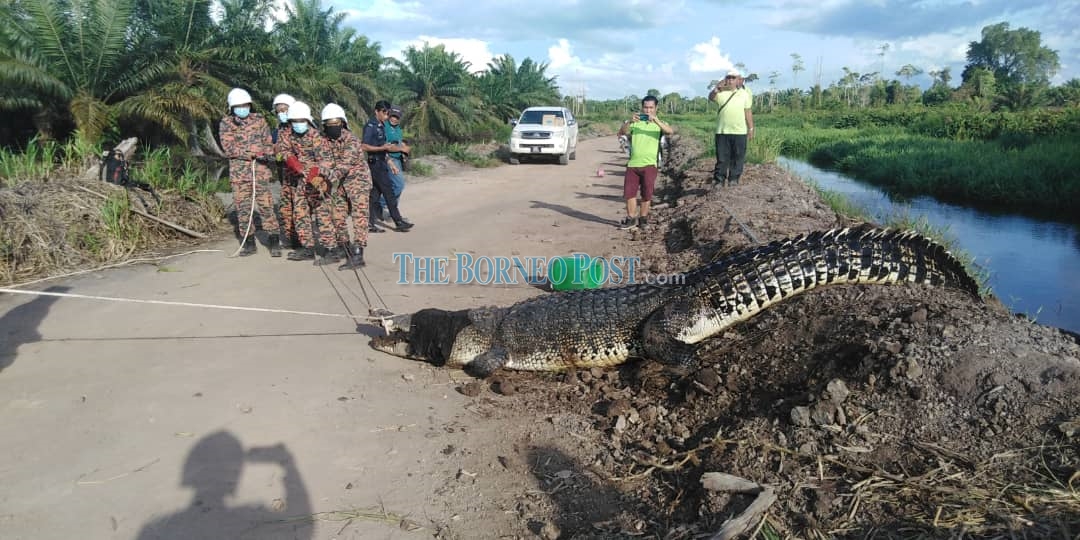 Enormous Crocodile Pulled From Drain Moved To Miri Crocodile Farm Safely Nestia