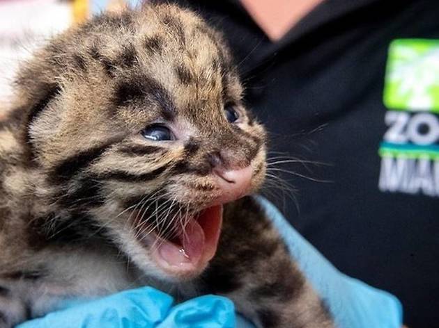 16 of the cutest baby animals born around the world in 2020 | Nestia