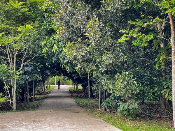 PM Lee goes jalan jalan in nature parks, takes photo of ...