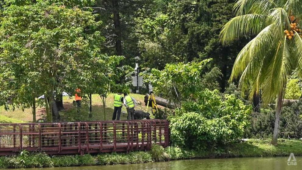 Woman Dies After Being Trapped Under Fallen Tree At Marsiling Park Nestia