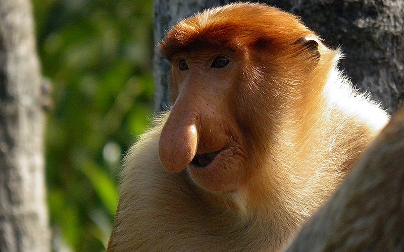 proboscis monkey teddy