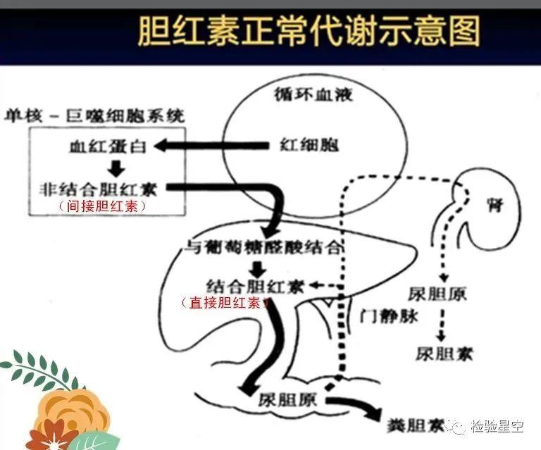 从基础到临床 胆红素相关指标详细解读 Nestia