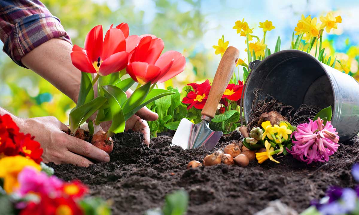 Quick gardening tips to transform your garden in under an hour | Nestia