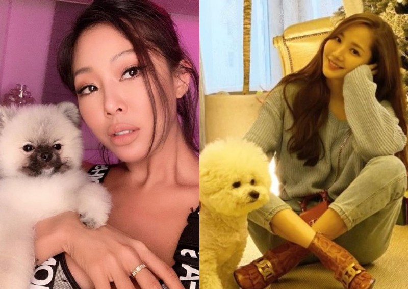 These Korean celebs and their cute pets will melt your heart | Nestia