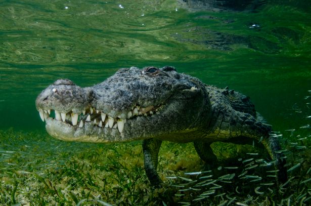 Virgin crocodile gets pregnant after living on her own for 16 years as ...