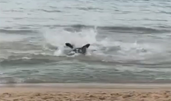 Brits Flee Benidorm Beach After Massive Killer Shark Spotted Just Yards