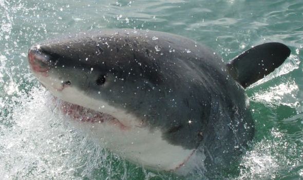 Horror as Great White Shark stalks fisherman and paddleboarder - 'He's